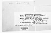 Ramularia desmodii image